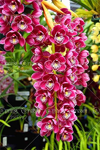 Pinkdose 150pcs Cymbidiumorchidee Cymbidium Blumen Bonsai Blume Bonsai-Baum-Pflanzen 22 Farben zur Auswahl Anlage für Hausgarten 9