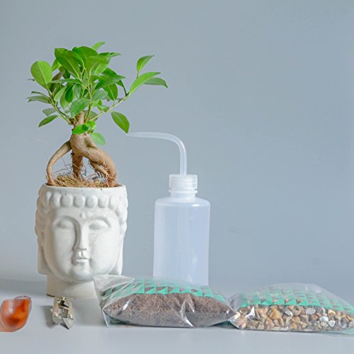 Die Top 13 Ficus Bonsai